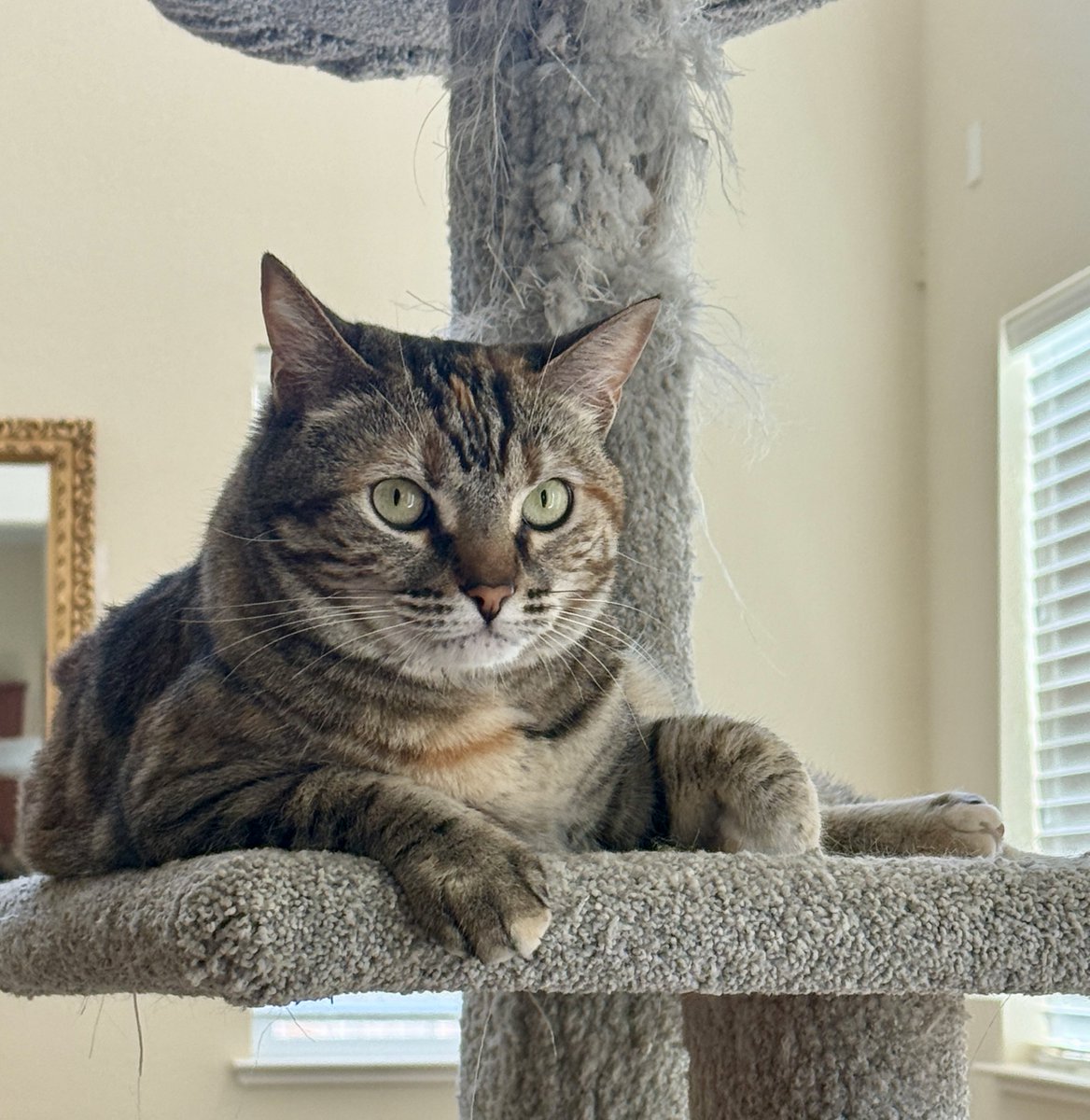 mel_asks's tweet photo. Today is Jules birthday! 🥳

She turns 5!
🎂🎉🎂🎉🎂🎉🎂🎉🎂🎉🎂

#Hedgewatch #cats #CatsofTwitter https://t.co/KJ0fevNRy5