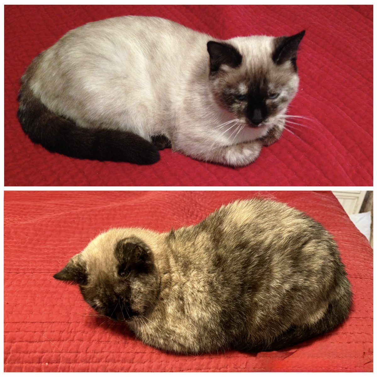 Dorothy14213's tweet photo. Pixie: #ThrowbackThursday to 2016…and 10 years later 2026. I’m a little wider and a little darker, but inside I’m still just me https://t.co/ALRNPFT1kj