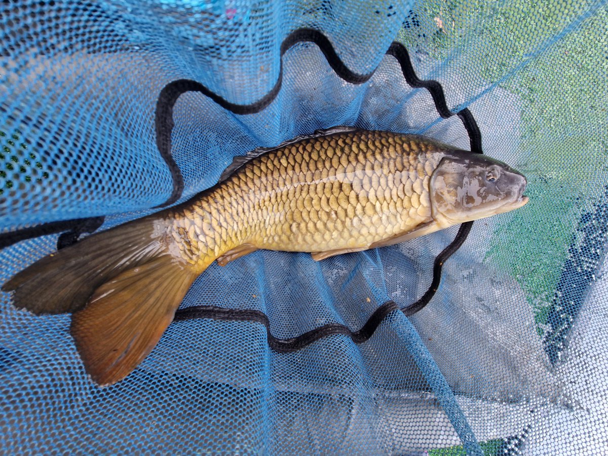 Wombattle's tweet photo. A cool but challenging day fishing, two nice fish caught.  You realise how cold it's been when you walk into the house and your central heating has kicked in. #fishing #countryside https://t.co/WOItPedE8d