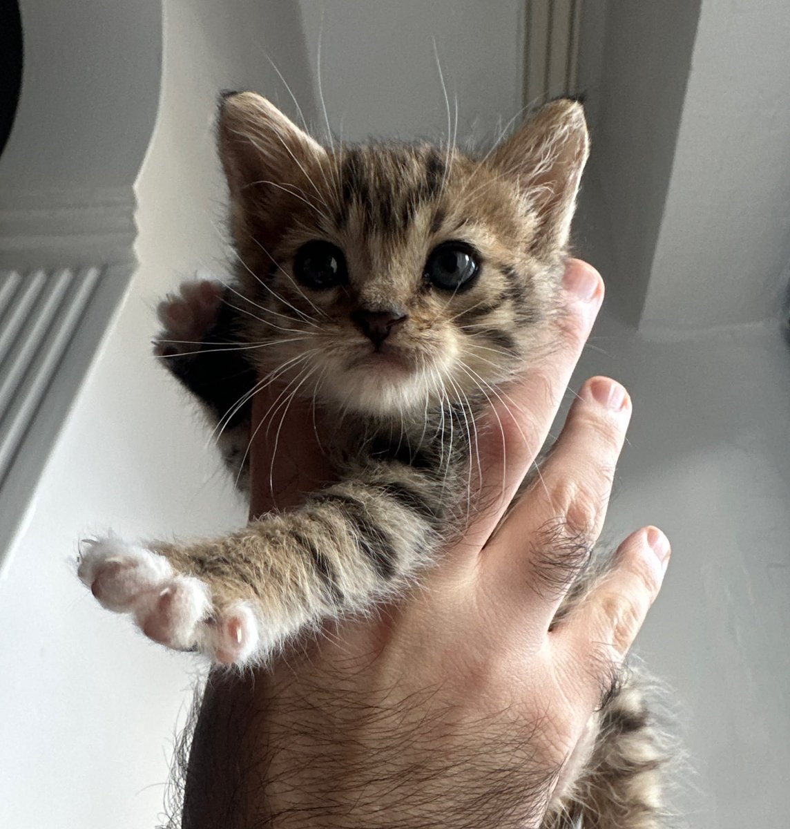 muffincatm's tweet photo. Tıp fakültesi öğrencisi olan bu minik kedi yuva arıyor. 
Annesi olmaması ve ishal olması sebebiyle geçiçi korumaya aldık. 
1.5 aylık ve dişi. 
Yuva olmak isteyen olursa iletişime geçerse çok sevinirim.

📍İstanbul

İletişim: IG/ gamzeerdogaann https://t.co/1Qhe27OSaf