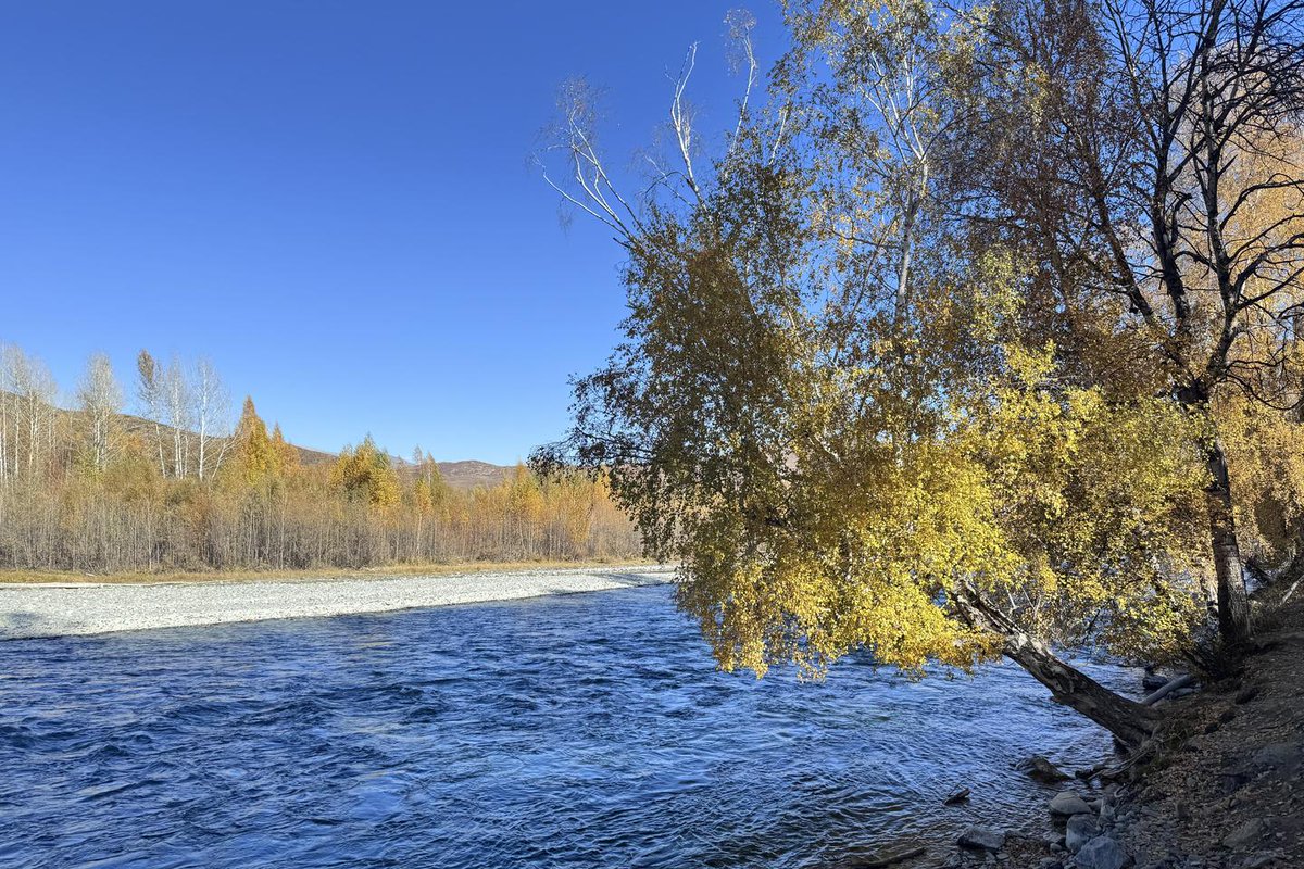 AnargulInBJ's tweet photo. Autumn in Altay π Golden larches, quiet forests, and air that smells like the season changing. This is the kind of fall you don't just see, you breathe it in. π #Altay #AutumnInAltay #Xinjiang #XinjiangTravel https://t.co/w5IQvuN5Ak