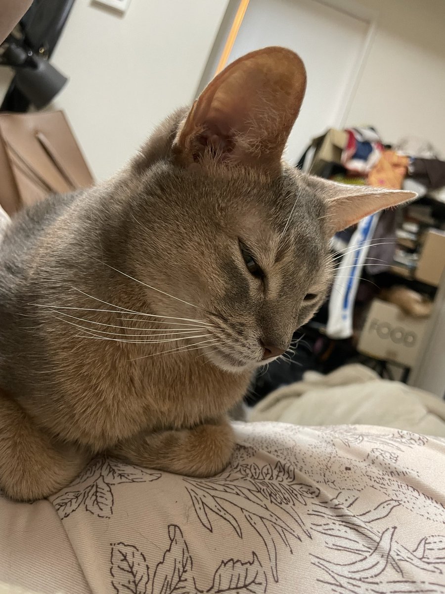 Lena_Roomy's tweet photo. いつも暖めてくれてありがとう、アリスミ https://t.co/dFhCtgbaJ7