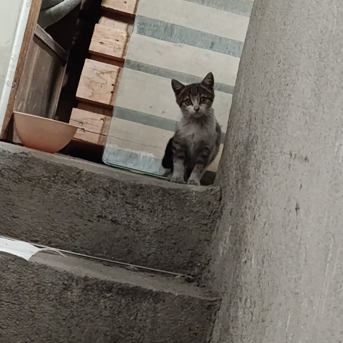 nihalinguncesi's tweet photo. minik kuzum nasıl da büyüyor.. bir ay olacak kimse sormadı çok uysal kendi halinde bir kedi. ona sıcak bir yuva bulamaz mıyız? https://t.co/5In77dFUq7
