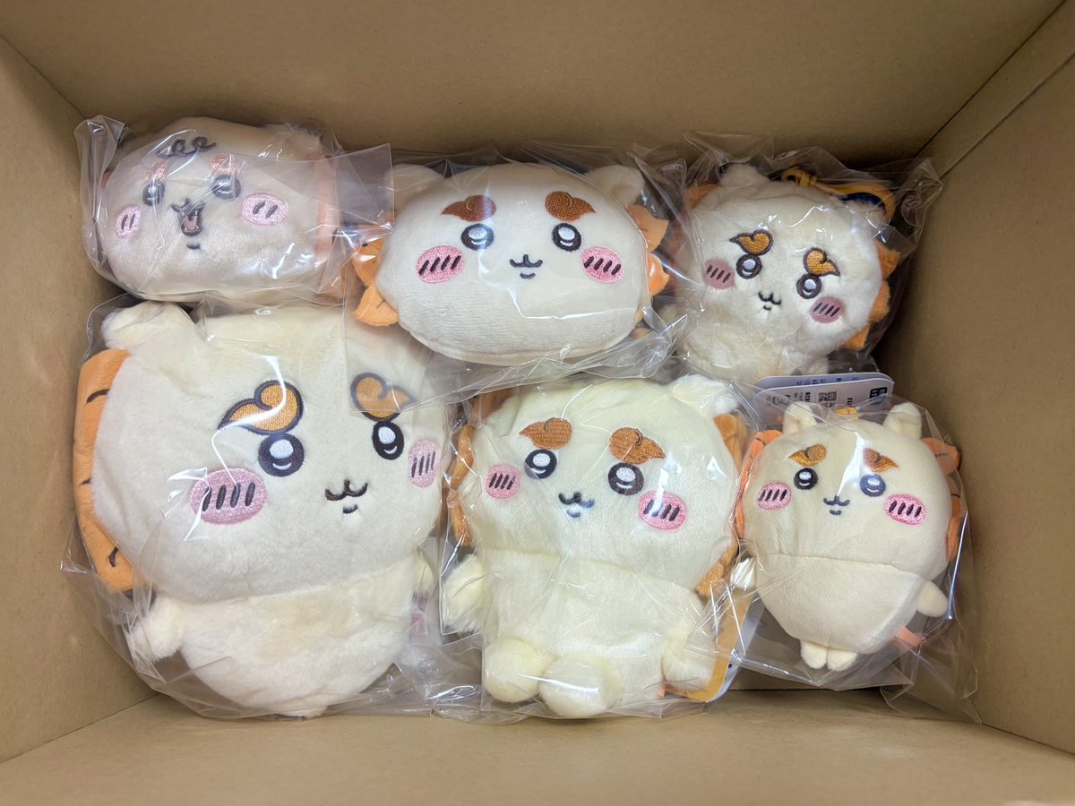 osisyo_'s tweet photo. かわい子ちゃんたちが届きました〜 https://t.co/AcKK71mnMb