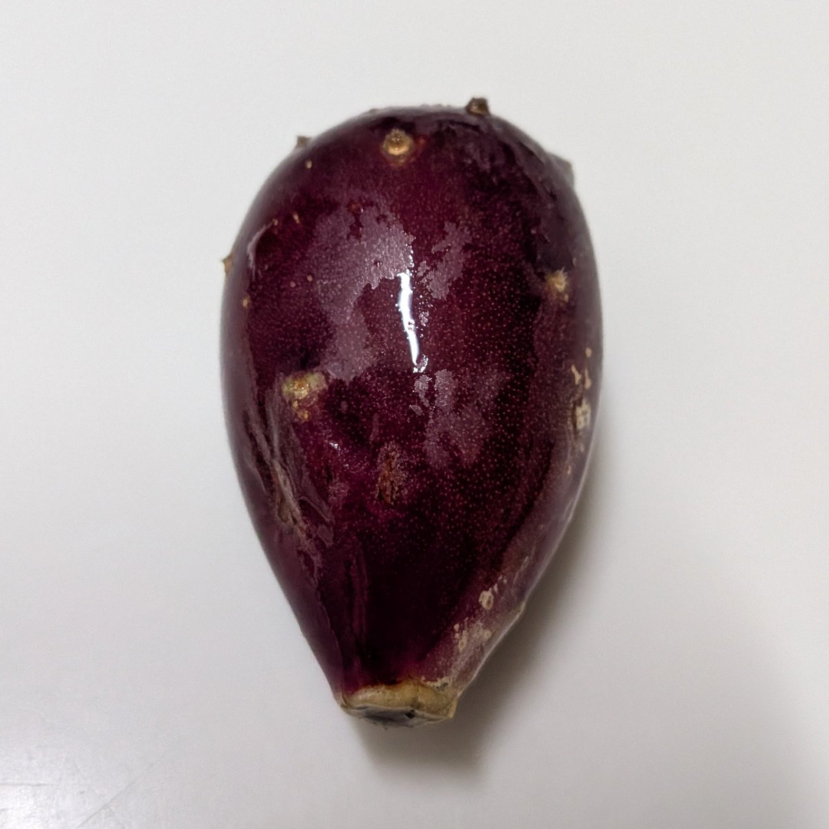 Gashu's tweet photo. 大丸盆の実が落ちてたから食べた。
美味しい。
#サボテン https://t.co/cbVY84tW2T