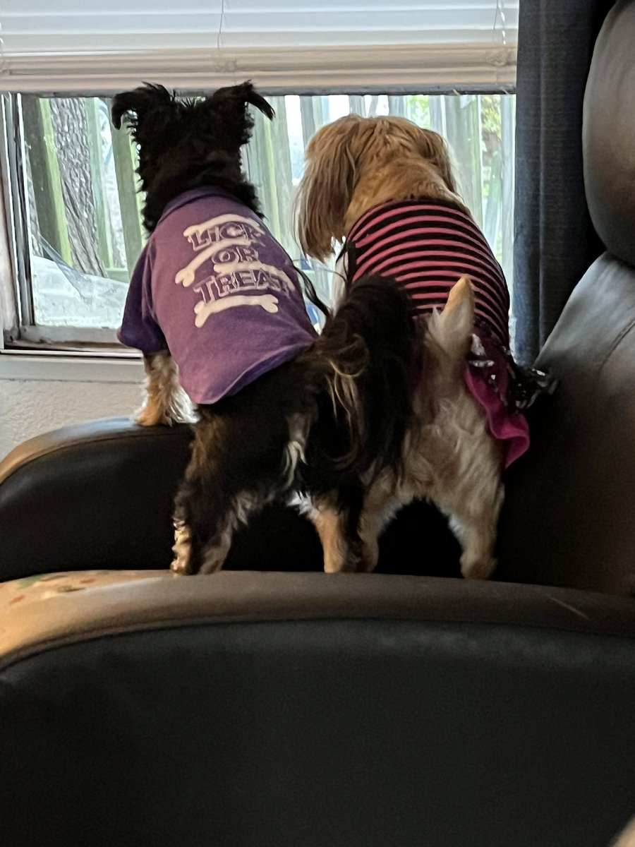 TherasaFritze's tweet photo. Security detail on point as usual 🐶🐶 https://t.co/G4Lgar6dqN