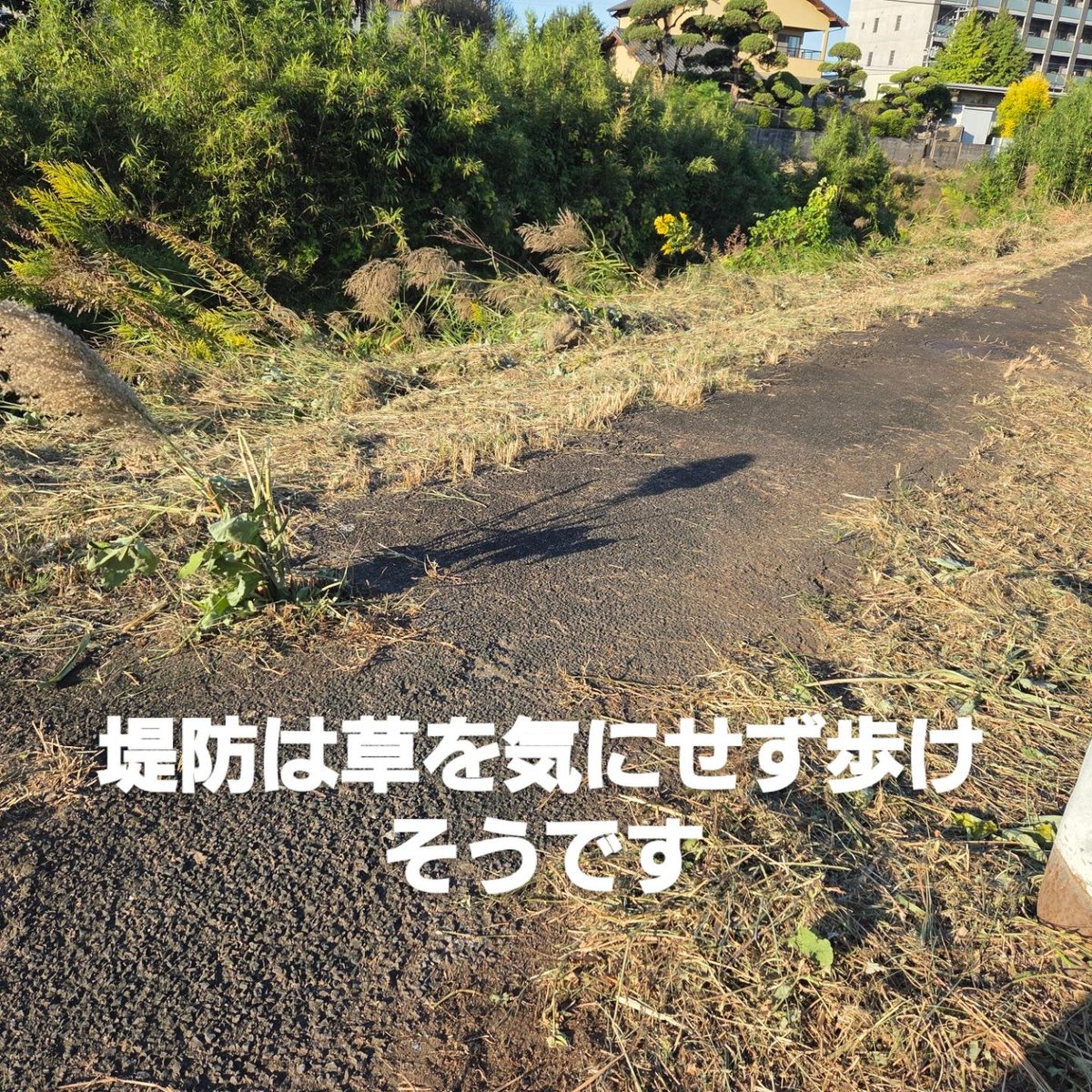 moririe1231's tweet photo. 草は刈ってありましたが、側溝から年見川に流れ込む排水口のまわりの草が刈ってありません。大雨が降ると草が邪魔になって排水が追い付かない時があるそうです。 https://t.co/7LszsSq8kh