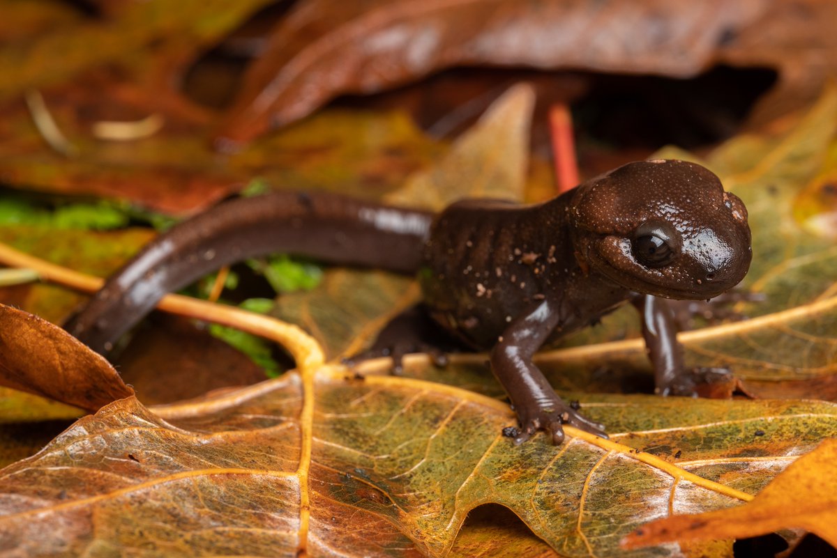NWF's tweet photo. Salamanders, turtles, and frogs, oh my!🦎🍂🐸

These amphibians love the leaves. For many frogs and salamanders, fallen leaves are an important spot for overwintering. ❄️🍂

Learn about seven species that need you to #LeaveTheLeaves 📲: https://t.co/82t9lv8uLG https://t.co/VOGB7rYg9j