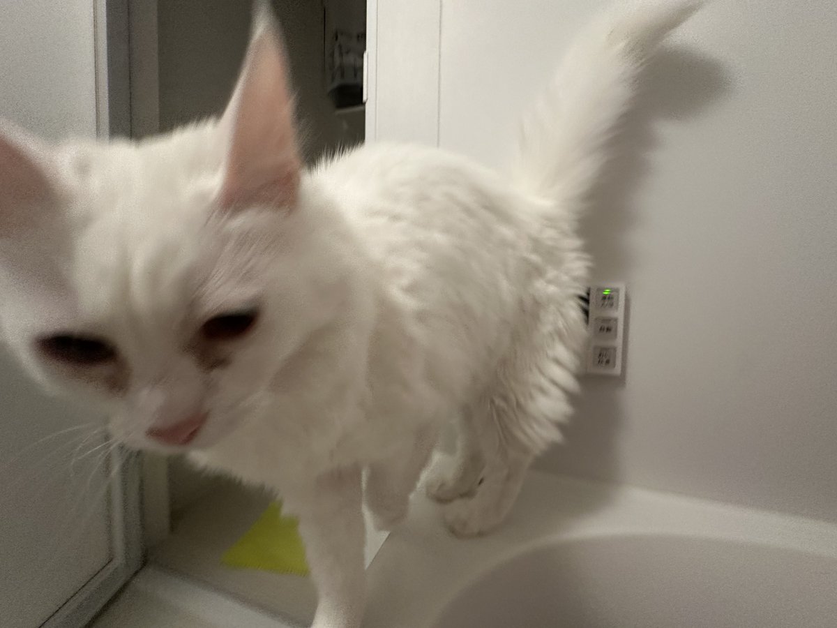 omiyucp's tweet photo. 今日もお風呂に凸してきた猫 https://t.co/aLYMXZDj4s