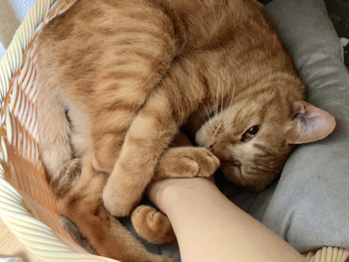 sakura0085's tweet photo. すごい体勢だけどむぎゅっとされたかわいい🐈 https://t.co/PMzTlMevLC