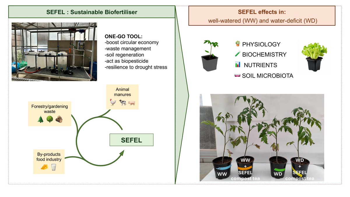 ipnacsic's tweet photo. Nuevo trabajo que demuestra que el té de compost SEFEL mejora la absorción de nutrientes y aumenta la tolerancia al déficit hídrico en tomate y lechuga, al tiempo que favorece la actividad biológica del suelo
https://t.co/NHC8G2ibqX
#IPNApaper #CompostTea #SEFEL https://t.co/oseJzwmK2S