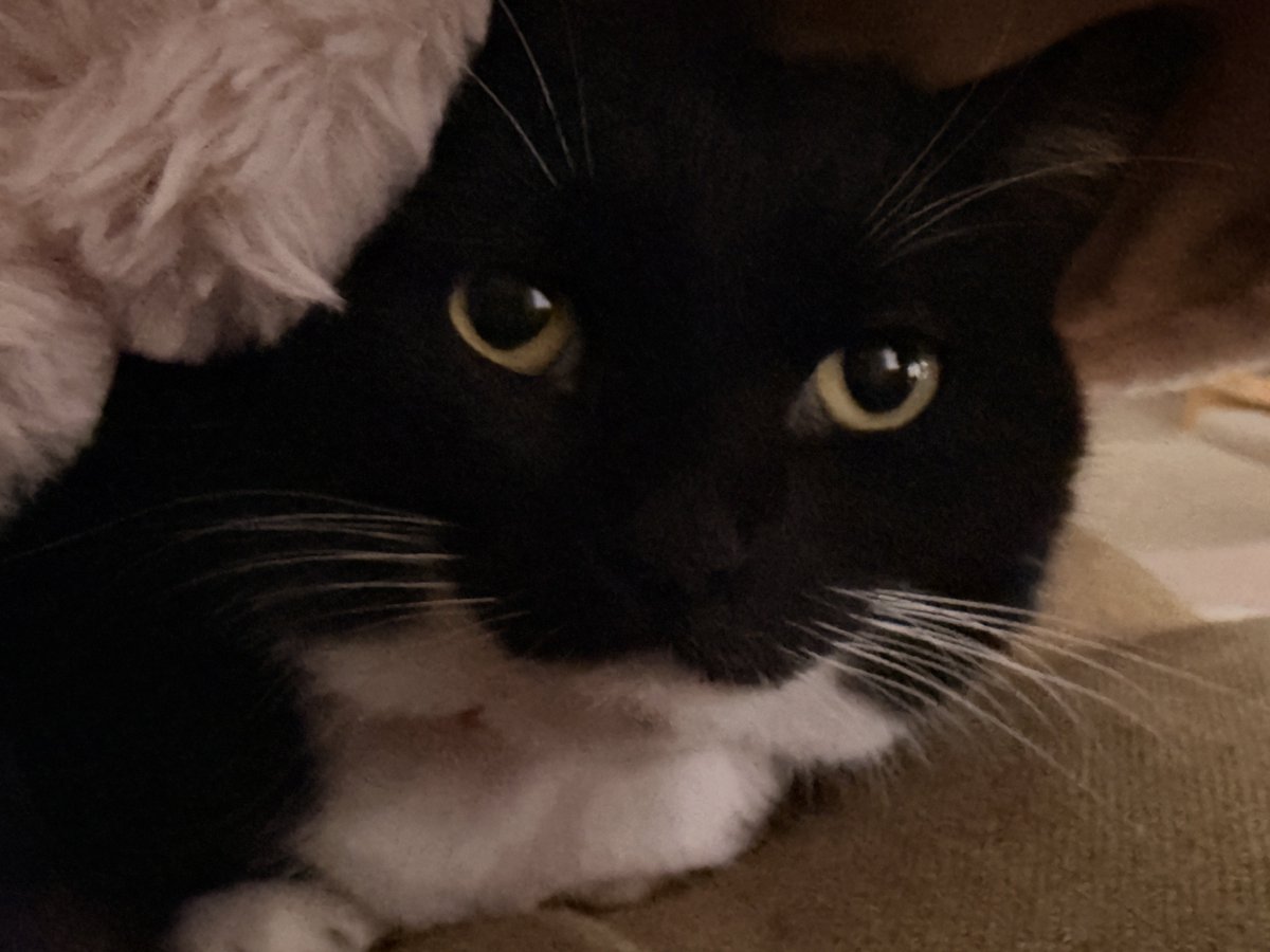unicouniuni3's tweet photo. I was taking a nap when Uni crawled under the blanket. He rarely does this, so I was so happy! https://t.co/JWBgcyoDlm