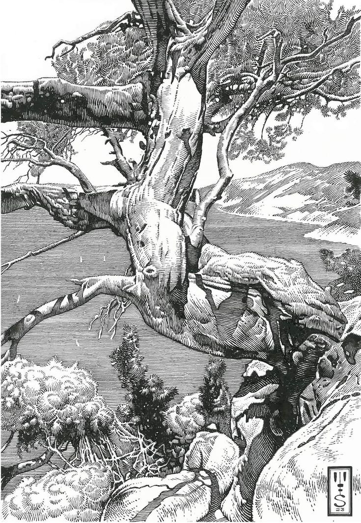 jmrpb772021's tweet photo. Murray Smoker 🖌️
Pintor de arboles y paisajes en b/n.
El dibujo en entramado para las sombras y texturas me gusta mucho. https://t.co/xasYCOJkQ8