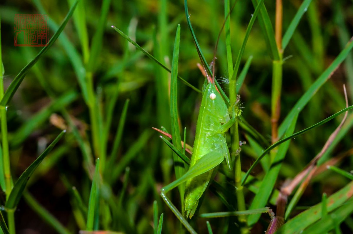 AmaraEwellvl's tweet photo. [Descubrí la掌墩蝗 en el campo! Es un insecto interesante que merece ser observado cuidadosamente.]， https://t.co/l0qIXH2beK