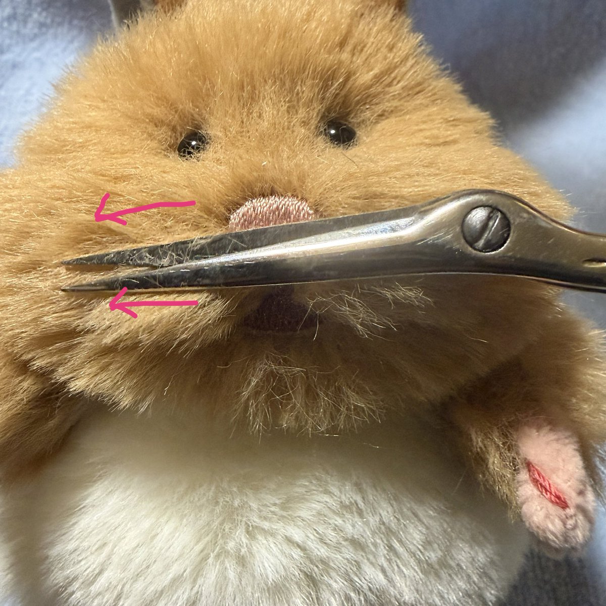 HuggyMoggy's tweet photo. カットする時はハサミを毛の流れと並行に置いて毛先から少しづつ切ります✂️🐹 https://t.co/kgEpF3XaeE