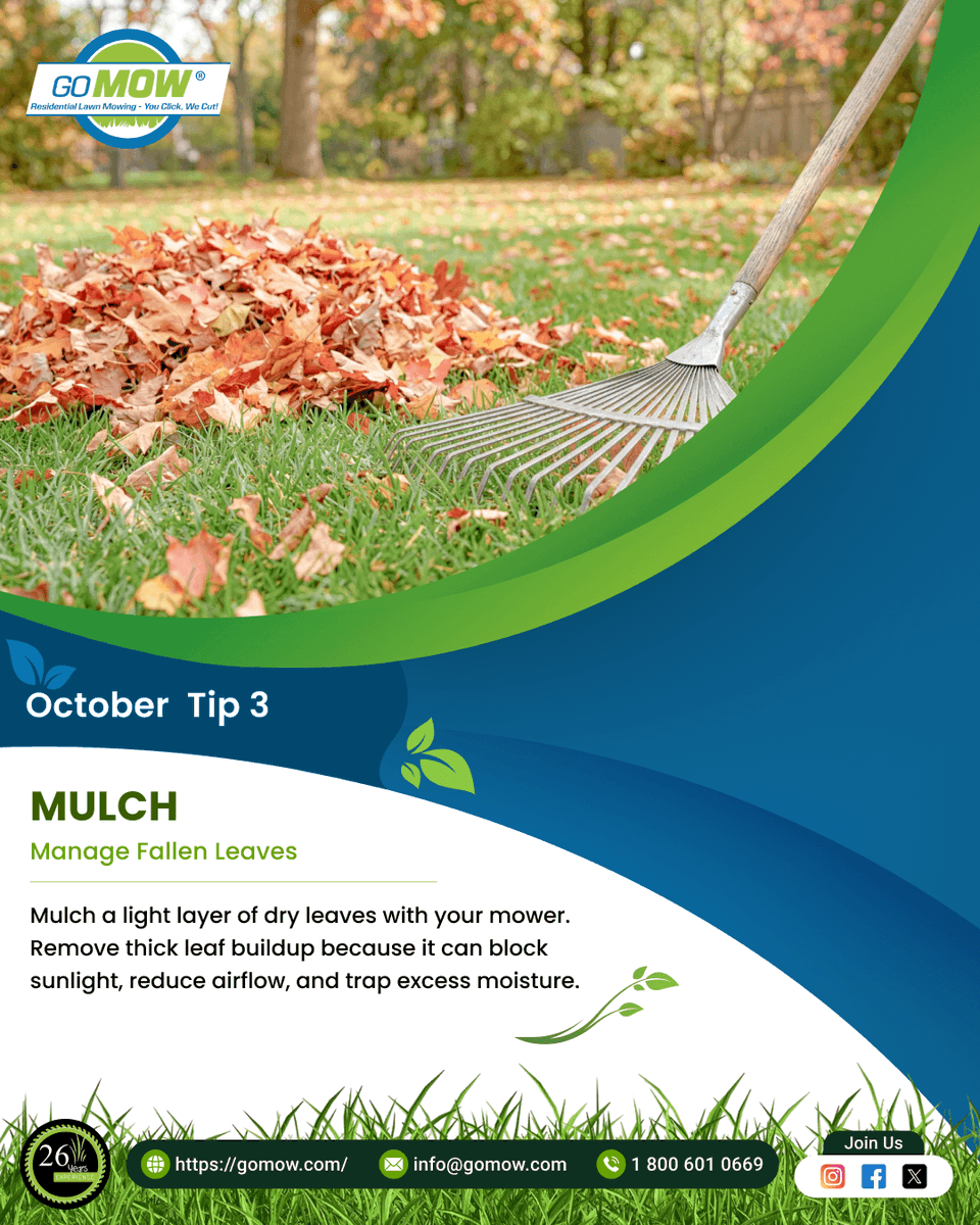 GoMowOfficial's tweet photo. ๐ MULCH
Manage Fallen Leaves ๐
Mulch a light layer of dry leaves with your mower. Remove thick leaf buildup because it can block sunlight, reduce airflow, and trap excess moisture.
https://t.co/zg5Z3aVbYJ
#FallLawnCare #LawnCareTips #TexasLawns #TexasLawnCare #GoMow #TexasLawn https://t.co/QpjaC6yKbS