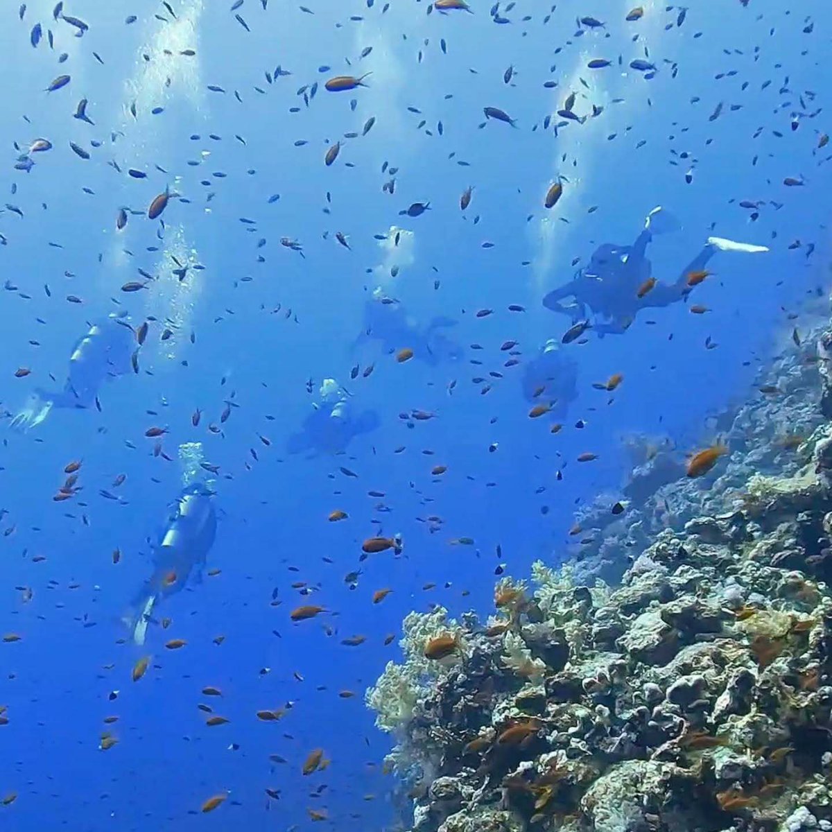wanderonomy's tweet photo. I was hoping to see sharks but the wall at Brothers didn't disappoint.  It was like diving in an aquarium. https://t.co/PPKjQrp8RK https://t.co/jcDhNswM6u