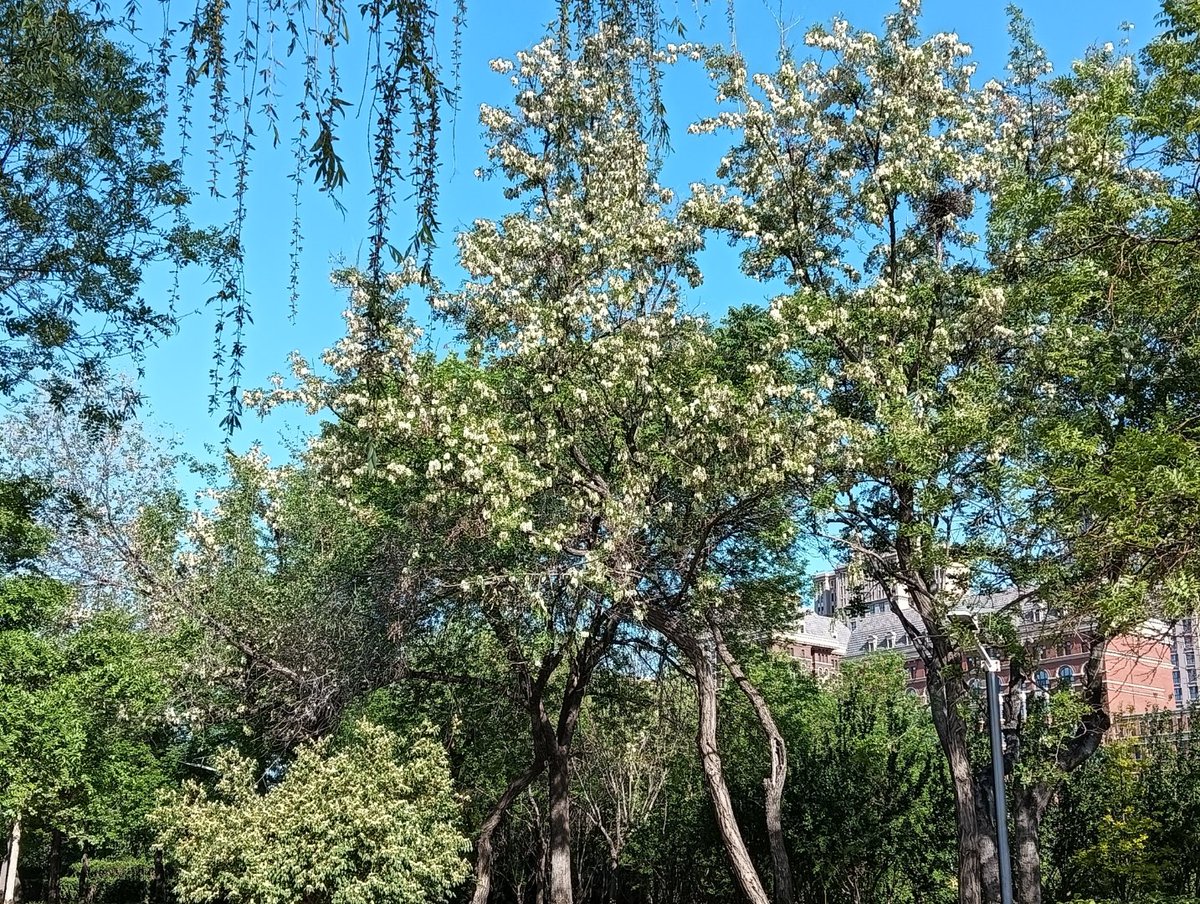 JuliaOakesgc's tweet photo. [Las sombras de la acacia se arrastran sigilosamente por el camino]， https://t.co/8Fehhil5Xn