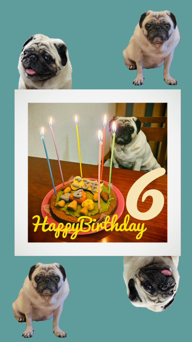sakuzo04's tweet photo. ってことでここで…
今日はコロモちゃん6歳の誕生日です🎉

9月に首の椎間板ヘルニアで前脚立なくなったりと色々大変な思い をしたよね

6年目はまた散歩できる日を目指して一緒にゆっくり 回復していこう‼️コロちゃんの笑顔が沢山見れる年になりますよう🙏 https://t.co/W7rkHajjEC