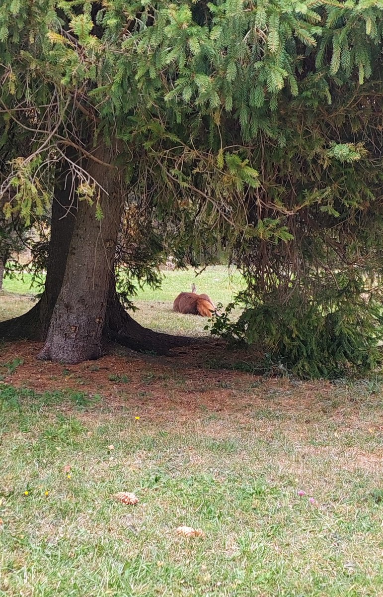httpsosweet's tweet photo. Oh hello little deer and why are you here even https://t.co/IYv4I1pYlP