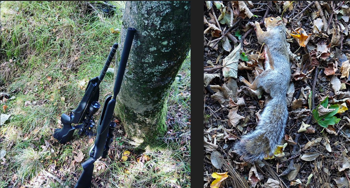 sknhd_14's tweet photo. Just doing my bit for the environment 🐹🔫#pestcontrol #greysquirrel #redsquirrel #invasivespecies https://t.co/oo9DUVg4Cs