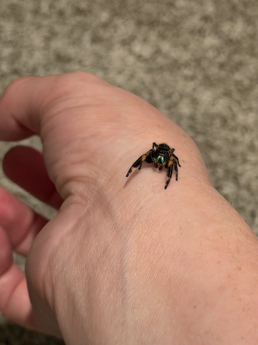 feralbugbitch's tweet photo. look at my new guy, tater tot 😭 https://t.co/rGBwtO835r