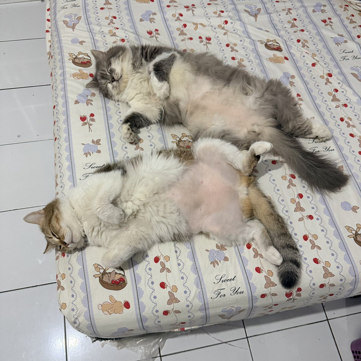 simaniseu's tweet photo. lucu banget anak anakku🥺🥺 https://t.co/g9lJvKDiDJ