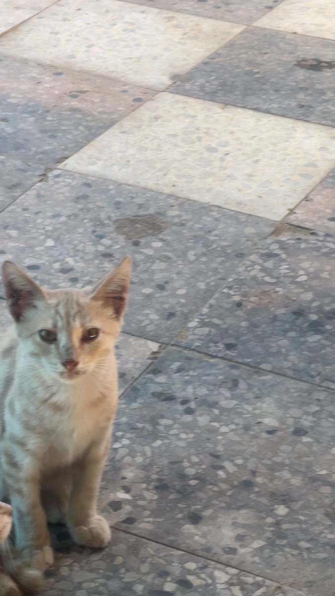 Mo7mmd30's tweet photo. My cats and i are still alive in Gaza.🇵🇸

If you see this photo, please don't scroll past in silence.

Write anything - even a single dot means so much to us and reminds us that we are not alone.🥹💔🙏 https://t.co/HVXR4vO0SS