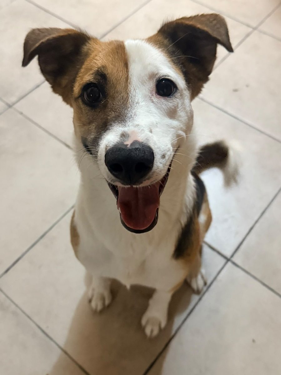 VIBRAmascotas's tweet photo. Deisy es súper hermosa , la cámara la ama 😍🥰
Por favor ayúdenos a conseguir la mejor familia para ella , es talla mediana y tiene año y medio aproximadamente 
Se entrega vacunada ,desparasitada y esterilizada
Wats 5548724347
#rt #comparte.
#ayuda 
Si no puedes adoptar dona un poquito de croquetas 
Puedes hacerlo desde la wishlist en Amazon.  
Te dejamos algunas maneras de ayudar aquí. 
https://t.co/P09OoQKw9I

Banco Azteca 
Diana Carolina Rosales Pérez
CLABE 127180013430278263 
TARJETA 4027660008598593

BANCOMER
Diana Carolina Rosales Pérez 
4152314199269617
Clabe 012180015995475465

Spin Oxxo 
4217 4700 5339 4454

Paypal  (nos cobra comisión) 
https://t.co/Gc82EZ7Ps0