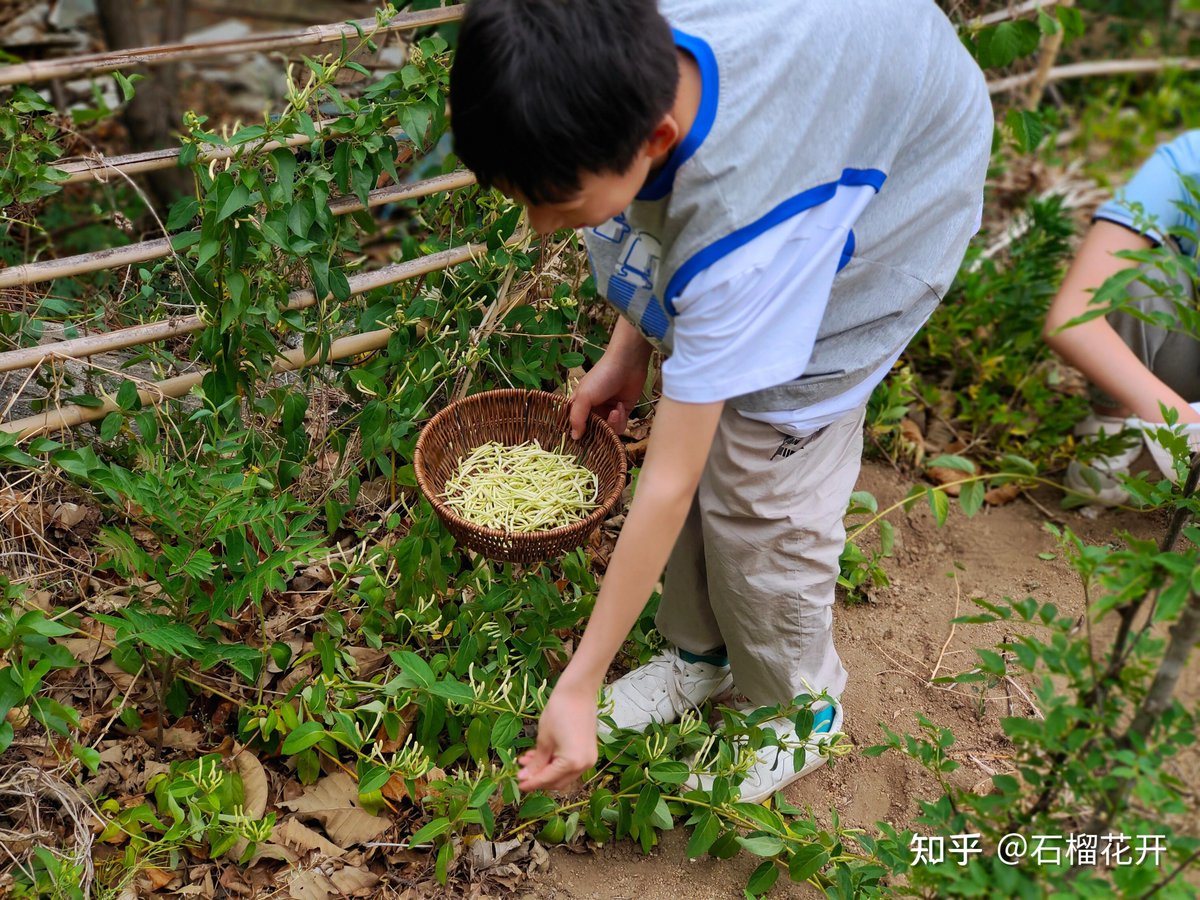 LydiaHepbufc's tweet photo. Hoy vi a mi querido sobrino en un huerto, donde recogió vainas de chicharos y flores de calabaza que huelen a nata crujiente. https://t.co/b9BALFcR0N
