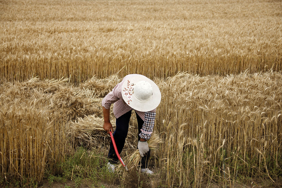 CallieClayhzxt's tweet photo. [En el campo de color azul pálido y amarillento, un campesino apresurado cosecha trigo bajo el sol]， https://t.co/WoGmKgQqvy