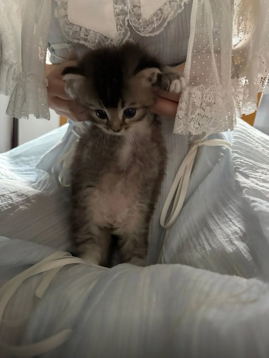 culKitten's tweet photo. https://t.co/DMEq2d8tMe