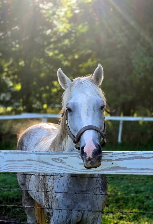 AfterFinishLine's tweet photo. October HAY Grant #3 ReRun TB Adoption-NY $2500. 1 of the oldest TB retraining/adoption charities in the nation assisting more than 125 #OTTBs/yr &amp; largest in NY helping horse owners. Disco Partner earned $1.4M. Raced #BreedersCup. Caramel Chip earned $541K. Scramble earned $154K https://t.co/lW9YswKrku