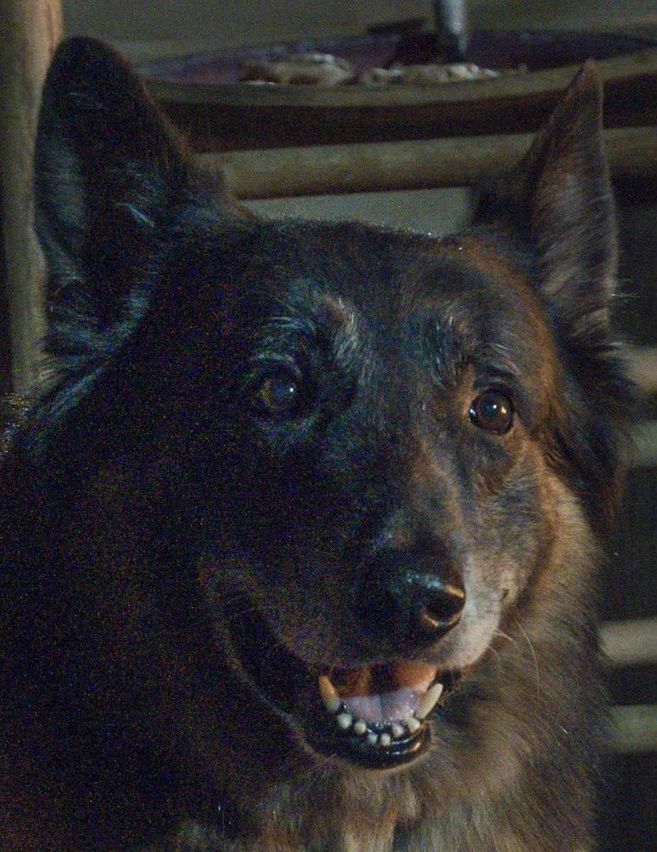 marsandfruit's tweet photo. Been catching up and watching @WalkingDead_AMC and realized Dog and The Pope have lost cousins LOL

🖤

#TWD #BreakingBad #TheWalkingDead https://t.co/jtNqeqkyle