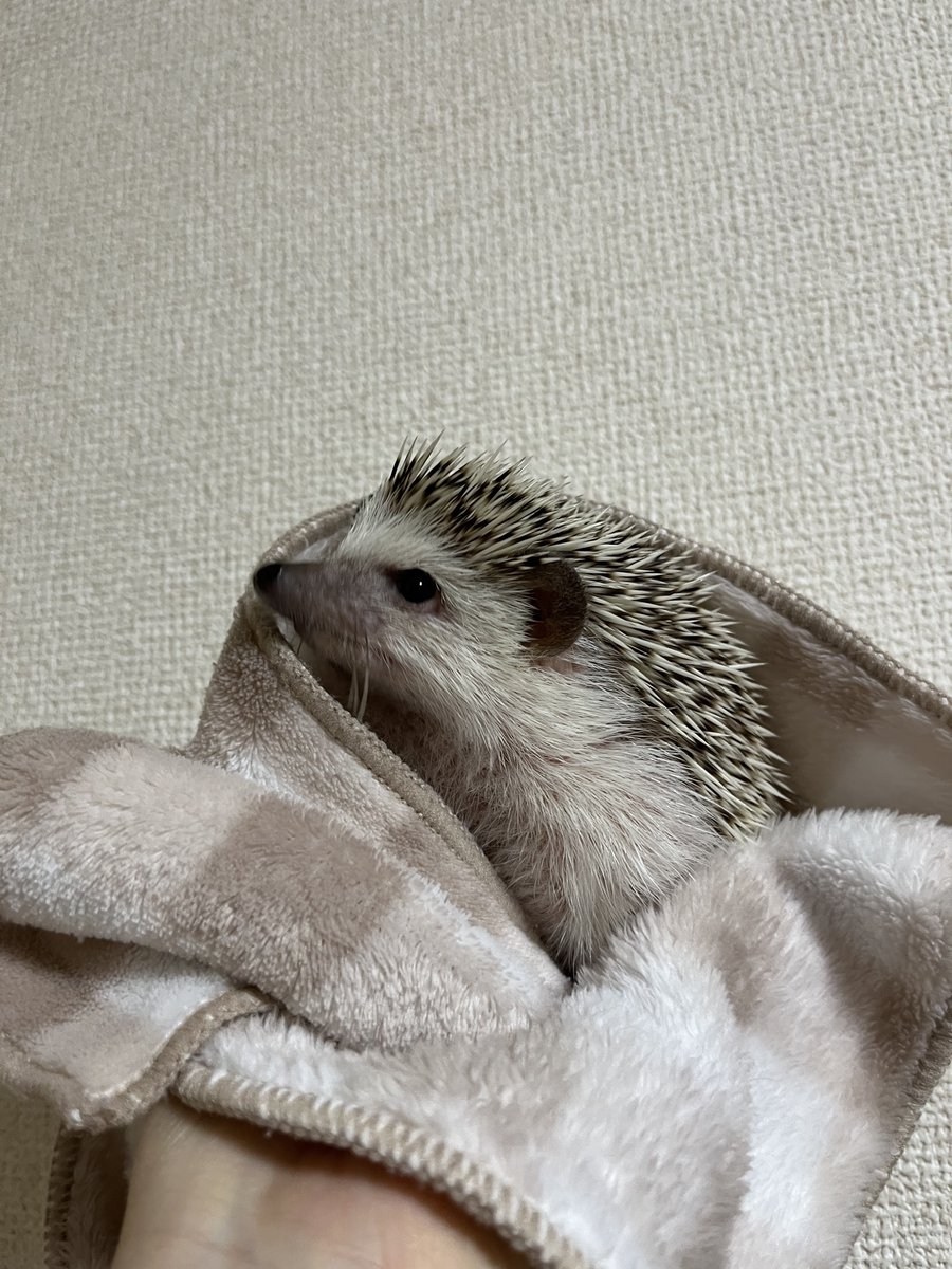 Rinne0508_'s tweet photo. 下から撮っても可愛い🦔 https://t.co/z0pSY60vTI