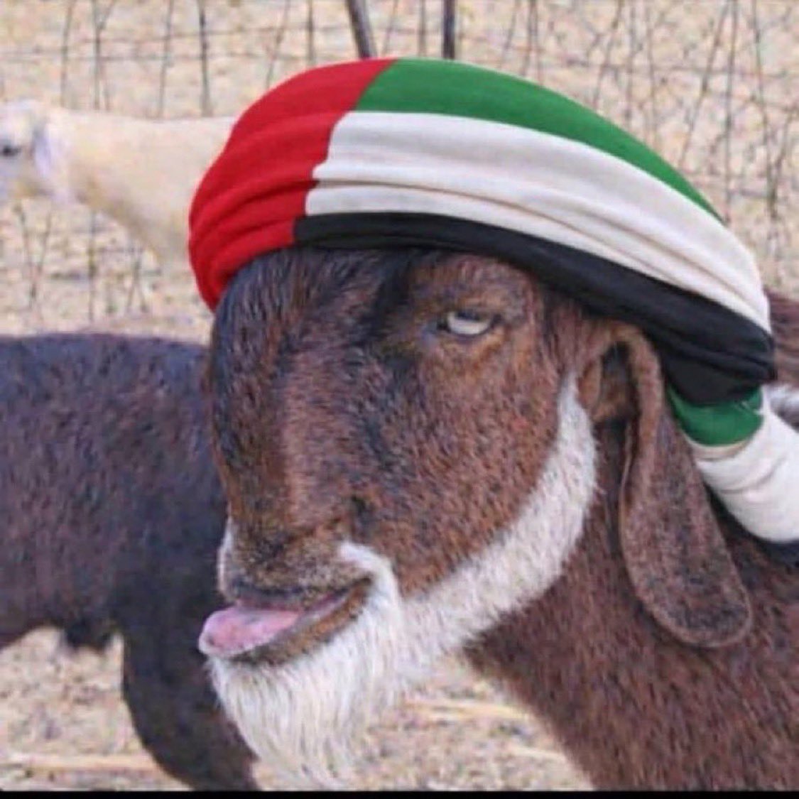 I7ly4's tweet photo. @wfchza وهذا الشكل يفتح 99٪ من جوالات الاماراتين والهنود كذلك https://t.co/sus4ntAWZa