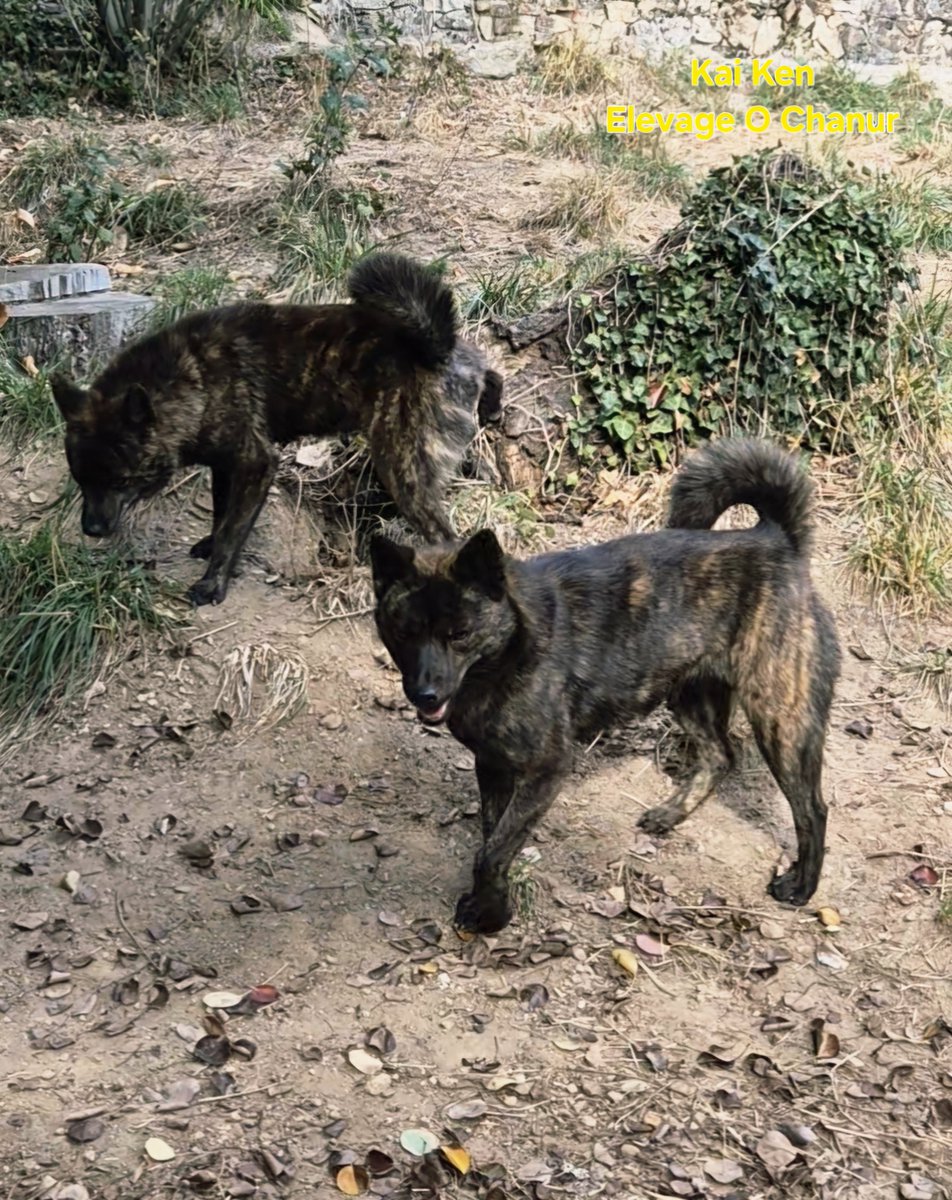 ChanurAkita's tweet photo. Ransu mon japonais et sa copine Sombra 🐺🙂 mes glues !
Ransu my japanese boy and his friend Sombra 🐺🙂
#甲斐犬 #kai #kaiken #elevageKaiken #kaidog #elevagecanin https://t.co/Y9grEyM64U