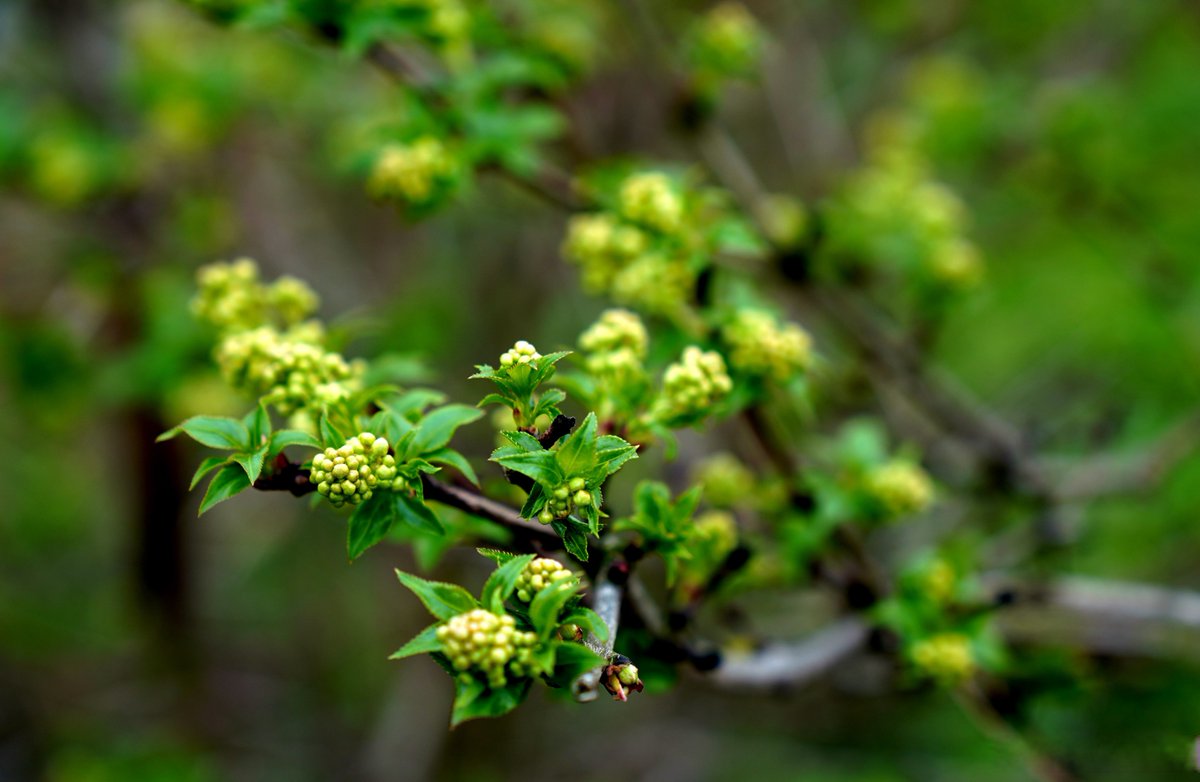 LaylaHamptyd's tweet photo. [Hoy, la柏由芽 florece con luz y calidez, un toque dulce en mi día] https://t.co/LdZcv4ikby