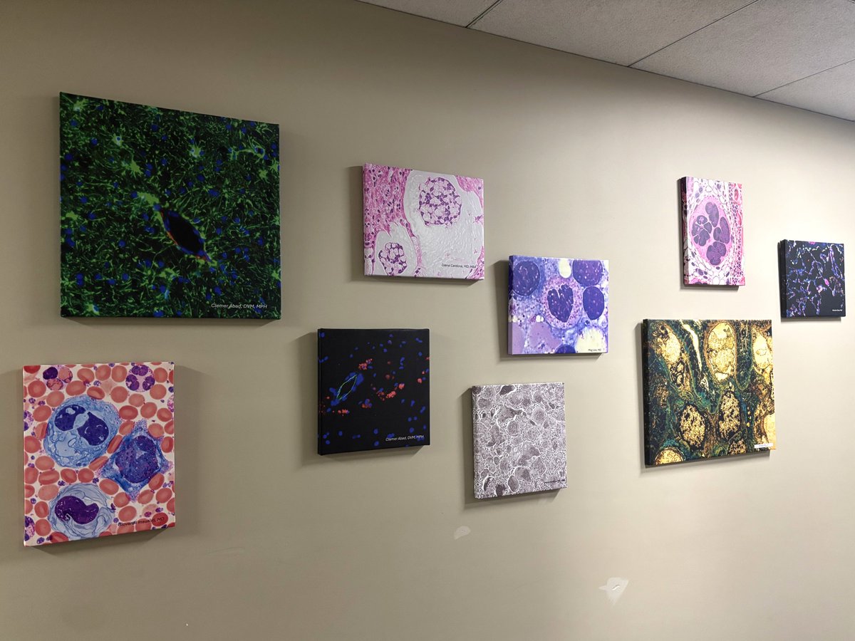 Atrium_WakePath's tweet photo. ✨ Our new Pathology Art Wall is now on display in Suite A! Showcasing images submitted by faculty, trainees, and staff, the exhibit celebrates the beauty of pathology and the creativity of our department. Thank you to all contributors! 🖼️🔬 #Pathology https://t.co/AI8nIygsQq