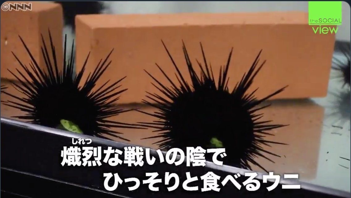 meishuppin's tweet photo. 十人十色なウニ https://t.co/3R8iLAIFQQ