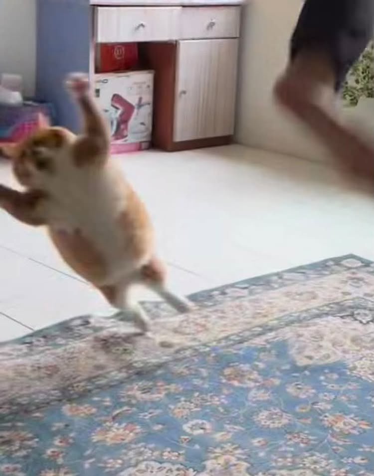 bebekhermes's tweet photo. Kok gembrot begini masih bisa loncat tinggi ya?😭 https://t.co/AwLqOoeAxx