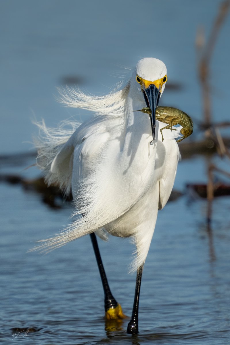 BirdCamp2026 tweet picture