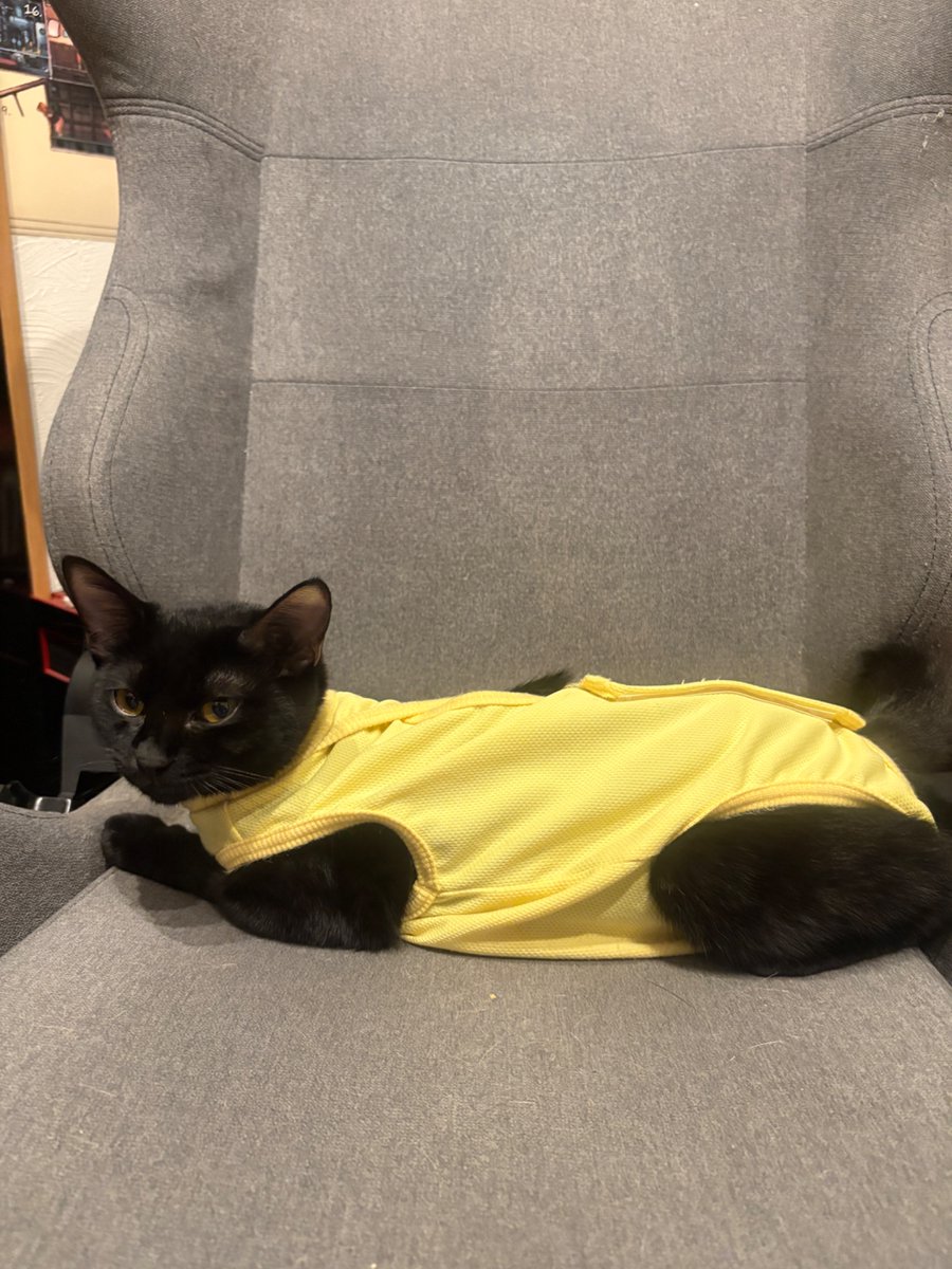 keitoyo's tweet photo. 猫の術後着があまりにいいかんじに背中に穴が開いてるので、ティッシュケースのコスプレができる https://t.co/MPU9wElwSM