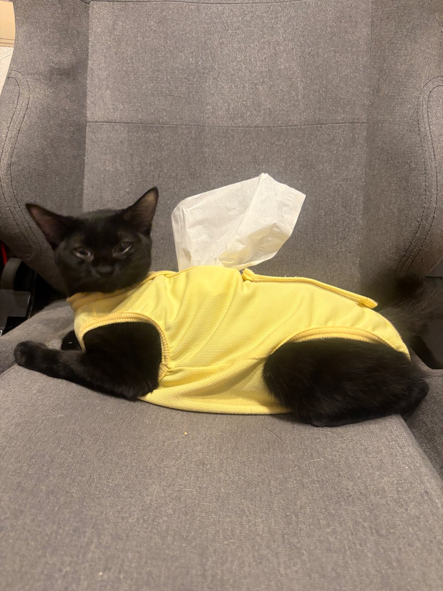 keitoyo's tweet photo. 猫の術後着があまりにいいかんじに背中に穴が開いてるので、ティッシュケースのコスプレができる https://t.co/MPU9wElwSM