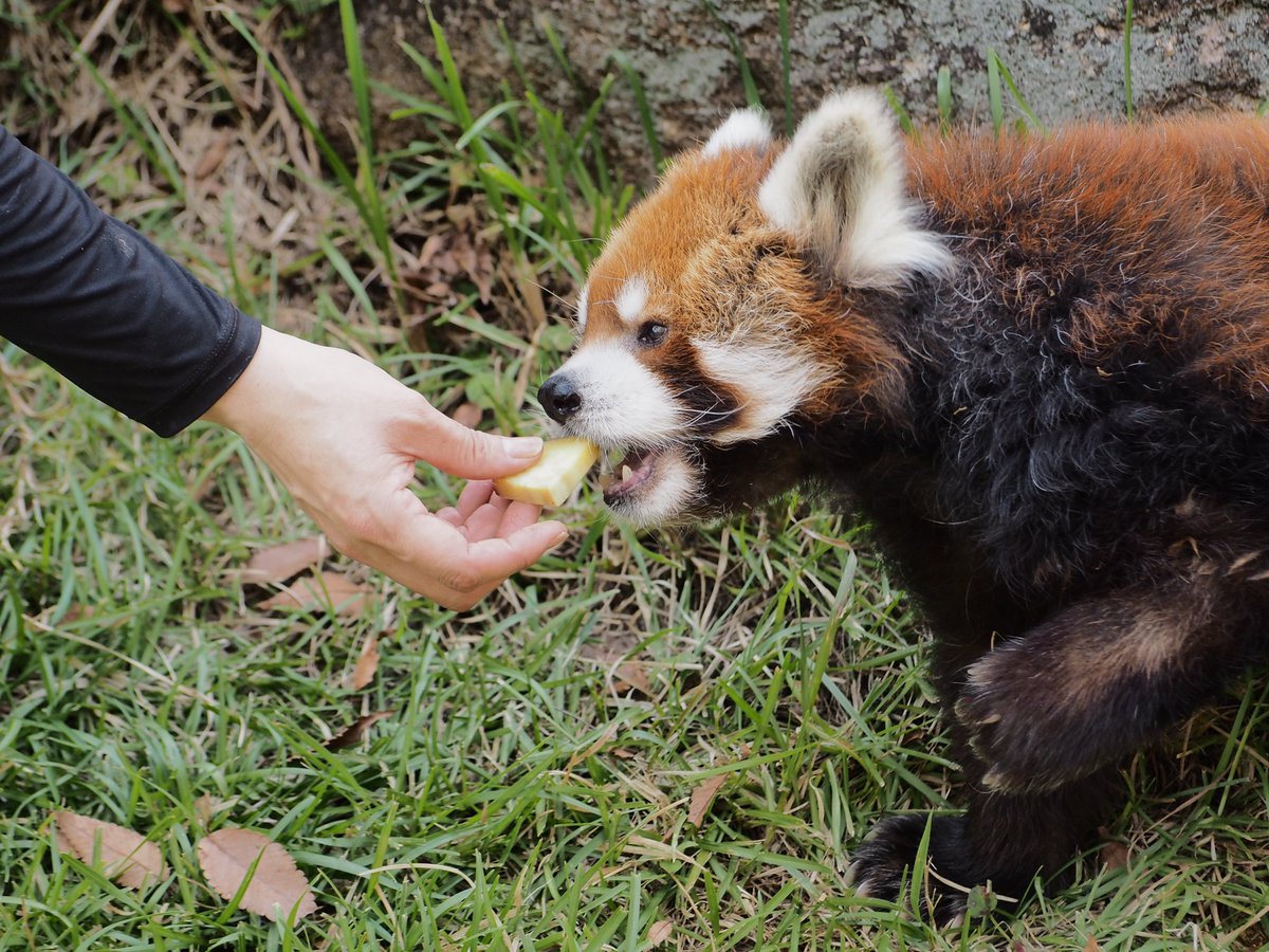 usataro4's tweet photo. この前会った時より視力が落ちたようで、飼育員さんが見えにくそうな風太君
でも目が見えない分、嗅覚を働かせて大好きなお芋はあっという間に完食😋
まだお芋が欲しかった風太君、お芋無いかなぁ、飼育員さんどこかなぁって探してたね
📷️2026.10.8
#千葉市動物公園
#レッサーパンダ #redpanda
#風太 https://t.co/ar45Z2MvXq
