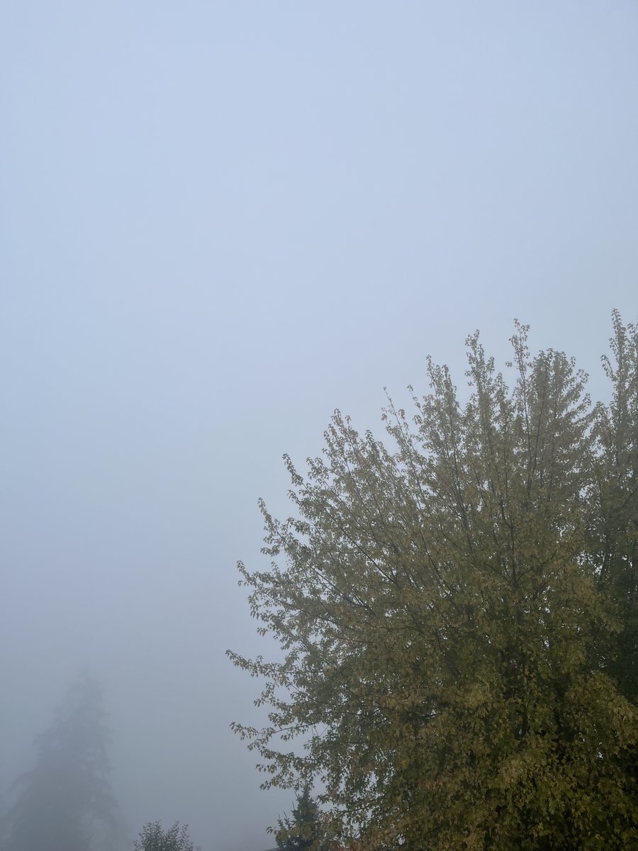 bunnyburgered's tweet photo. morning fog #iLoveFall https://t.co/S9SxT4GxZP