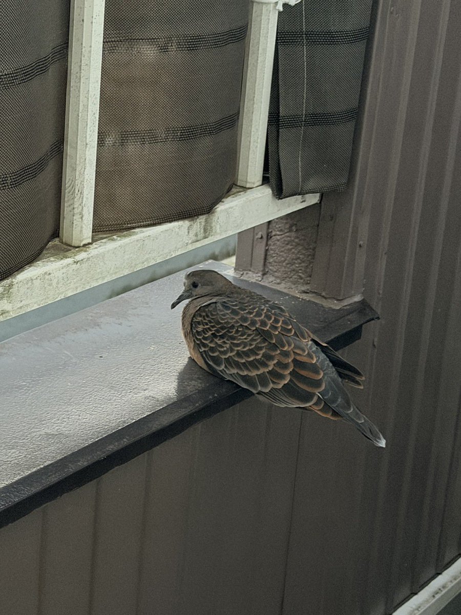 UltorZetton's tweet photo. 実家のベランダに鳩が午後4時から今の今までいるらしい https://t.co/R5ZTCOxPB9