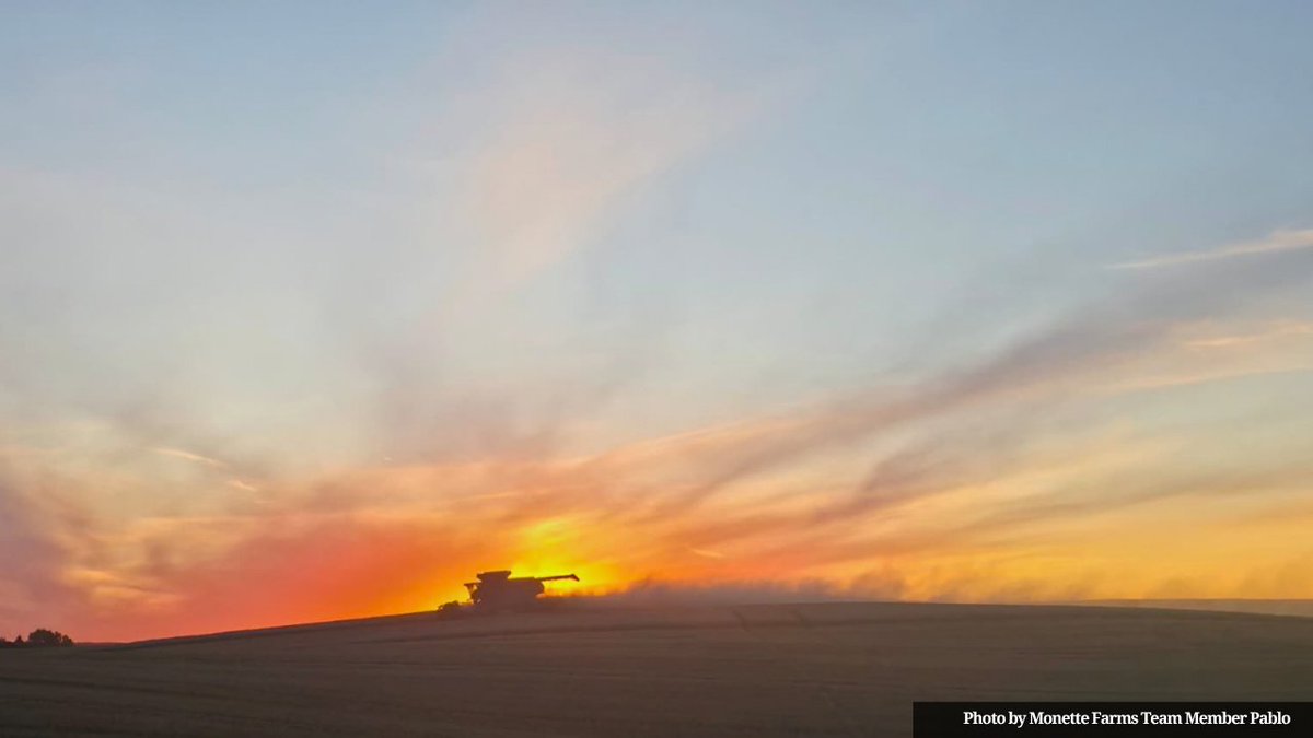 farms_monette's tweet photo. A pretty good time to show what Saskatchewan agriculture looks like from our side of the field. Happy #SaskAgWeek! #Harvest26 https://t.co/2s0OckIfh6