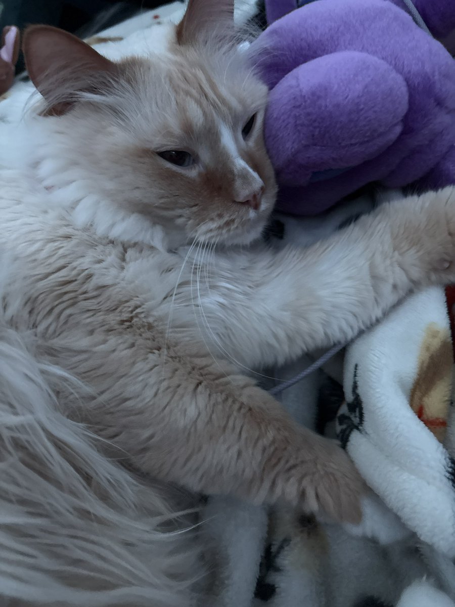 DecayedSpiral's tweet photo. I haven't drawn lately but you can have some pictures of the kitty https://t.co/SeDO69YnSY
