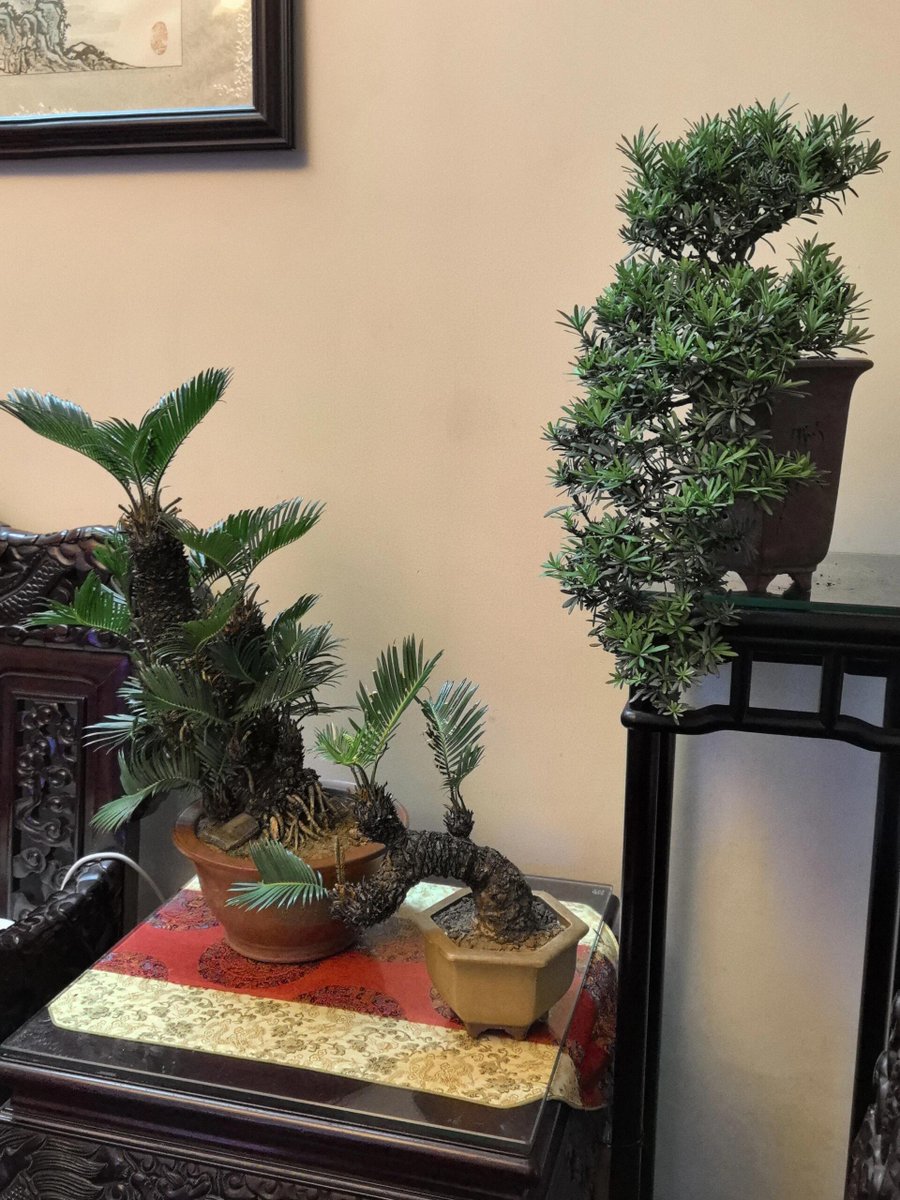10_hanaka_15's tweet photo. 歳月が刻んだ幹の曲線と、力強く伸びる緑の葉🌿 
時を重ねるほどに深まる、自然の美しさ😌

#蘇鉄
#ソテツ
#盆栽 
#植物のある暮らし 
#和の美 
#盆栽好き https://t.co/7g9ZsdGUBf